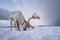 Reindeer with a massive antlers