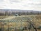 Reindeer migrate for a best grazing in the tundra of pola