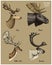 Reindeer, moose, eurasian elk, doe roe deer and stag vector hand drawn illustration, engraved wild animals with antlers