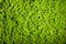 Reindeer moss wall, green wall decoration, lichen Cladonia rangiferina