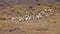 Reindeer on mountain in east fjords in Iceland