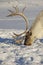 Reindeer in natural environment, Tromso region, Northern Norway