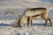 Reindeer in natural environment, Tromso region, Northern Norway