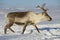 Reindeer in natural environment, Tromso region, Northern Norway