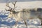 Reindeer in natural environment, Tromso region, Northern Norway