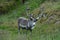 Reindeer near Nordkapp Cape, Norway