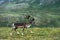 Reindeer near Nordkapp Cape, Norway