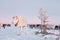 The reindeer in the Nenets reindeer herders camp