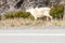 A reindeer in Newfoundlands national park, Gros Morne