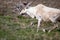 A reindeer in Newfoundlands national park, Gros Morne