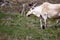 A reindeer in Newfoundlands national park, Gros Morne