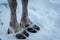 Reindeer in northern Finland