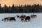 Reindeer in northern Finland