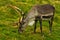 Reindeer pasture on a green meadow at summer