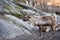 Reindeer portrait in winter snow time