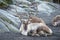 Reindeer portrait in winter time