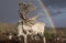 Reindeer and rainbow in a landscape of northern Mongolia