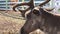 Reindeer Rangifer tarandus head on the background of a wooden house