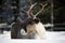 Reindeer / Rangifer tarandus in winter