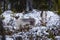 Reindeer / Rangifer tarandus in winter forest