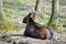 Reindeer Resting in Forest Rangifer Tarandus Fennicus