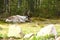 Reindeer resting in the shade in northern Sweden