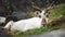 A reindeer resting from walking across the mountains