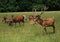 Reindeer roaming at Bucklebury Farm, England, in the United Kingdom