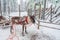 Reindeer in Rovaniemi, Finland