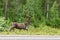 Reindeer running on the side of the road in the green forest