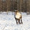 Reindeer runs over snowdrifts in a polar tundra