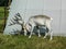 Reindeer in the Russian zoo.