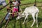 Reindeer in the Russian zoo.