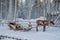 Reindeer at the Santa Claus village in Lapland