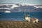 Reindeer on shingle beach with ship behind