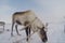 Reindeer in the sima tundra in snow