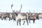 Reindeer in the sima tundra in snow