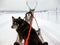 Reindeer sledding with a dog, a view from a sleigh,