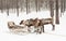 Reindeer sledding and sleigh .