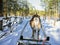 Reindeer sledge race Lapland Finland