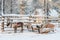 Reindeer sledge, in winter, Lapland Finland