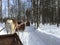 Reindeer sleigh ride in Finnish Lapland at the end of March 2018