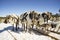 Reindeer sleigh in winter on the snow.