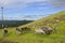 Reindeer on slopes of hills