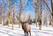 Reindeer in the snow-covered aspen grove