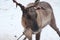 Reindeer on the snow in Karelia, Dear with horns