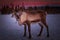 Reindeer on snow and red looking into camera with gazing eyes