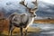 Reindeer in the spring embodying renewal and nature\\\'s seasonal beauty