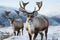 Reindeer in the spring embodying renewal and nature\\\'s seasonal beauty