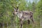 Reindeer stag with exceptionally long antlers